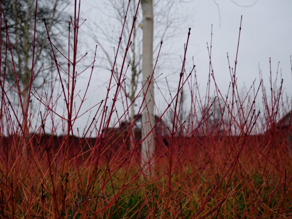 A dense cluster of thin red winter stems fills the foreground, their bright colour standing out against the muted grey sky. Behind them, a tall pale silver birch tree trunk rises vertically, and bare branches of other trees are visible in the background. The scene appears to be a winter garden or landscaped area with vibrant red dogwood stems contrasting with the overcast weather.