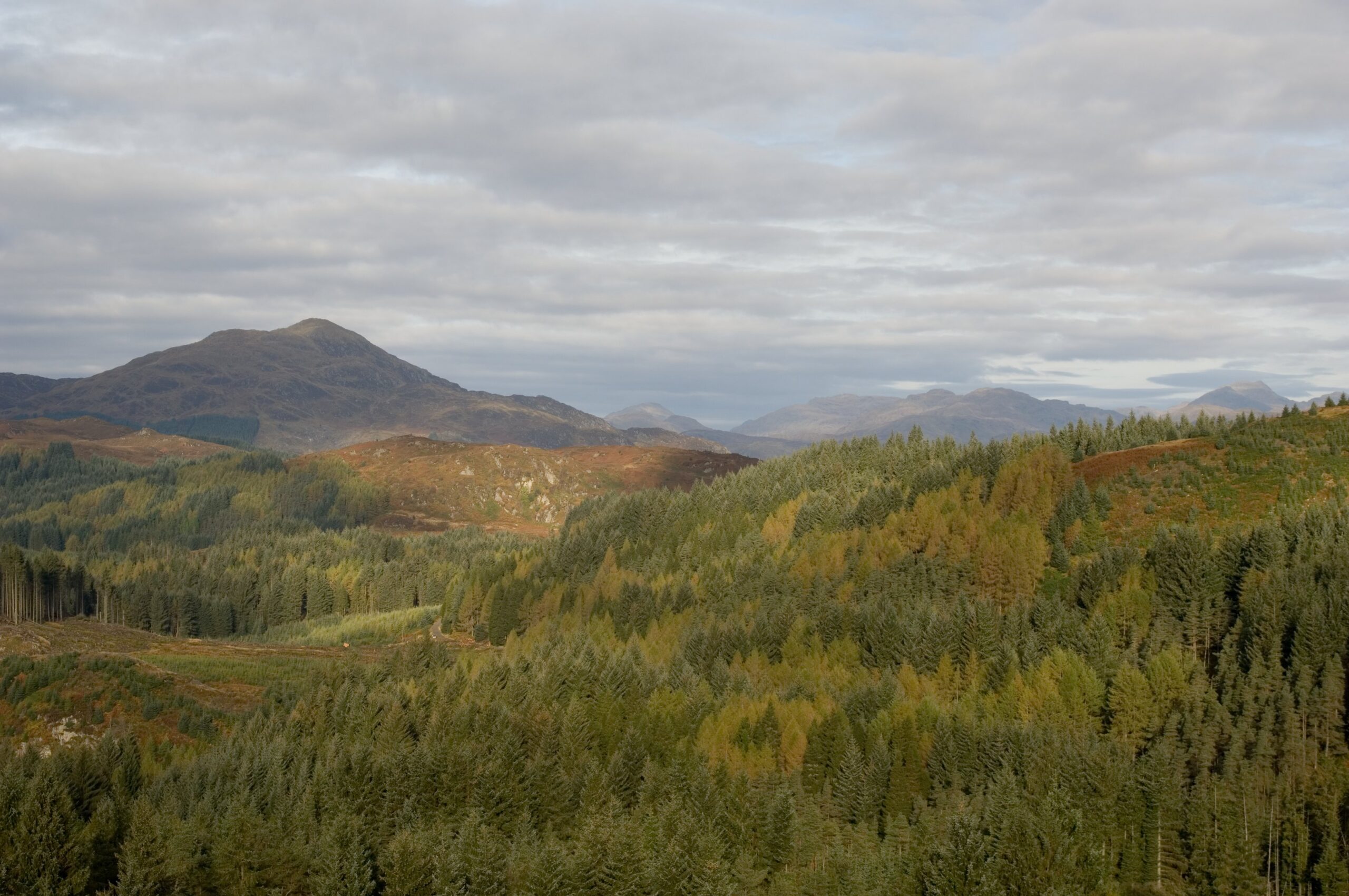 Wide panoramic view of a densely forested landscape (Achray Forest, Scotland) where thick stands of coniferous trees dominate the foreground, their dark green needles mixed with lighter green and yellowing deciduous trees showing early autumn colour. The trees blanket rolling hills in layered textures, with taller, closely packed evergreens in neat blocks and more varied woodland spreading across the slopes. Beyond the forest, rounded hills and distant mountains (Ben Venue, Scotland) rise under a pale, overcast sky streaked with soft grey clouds.