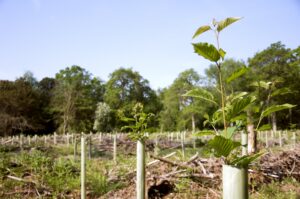 New oak as part of regeneration of woodland, Alice Holt, Farnham, Surrey, England © Crown Copyright Forest Research – Anna Duckett. Young leafy oak sapling planted in a rural field, protected by a pale plastic tree guard among rows of similar stakes. The ground is covered with cut branches and mulch, and a line of green trees forms the background under a clear blue sky.