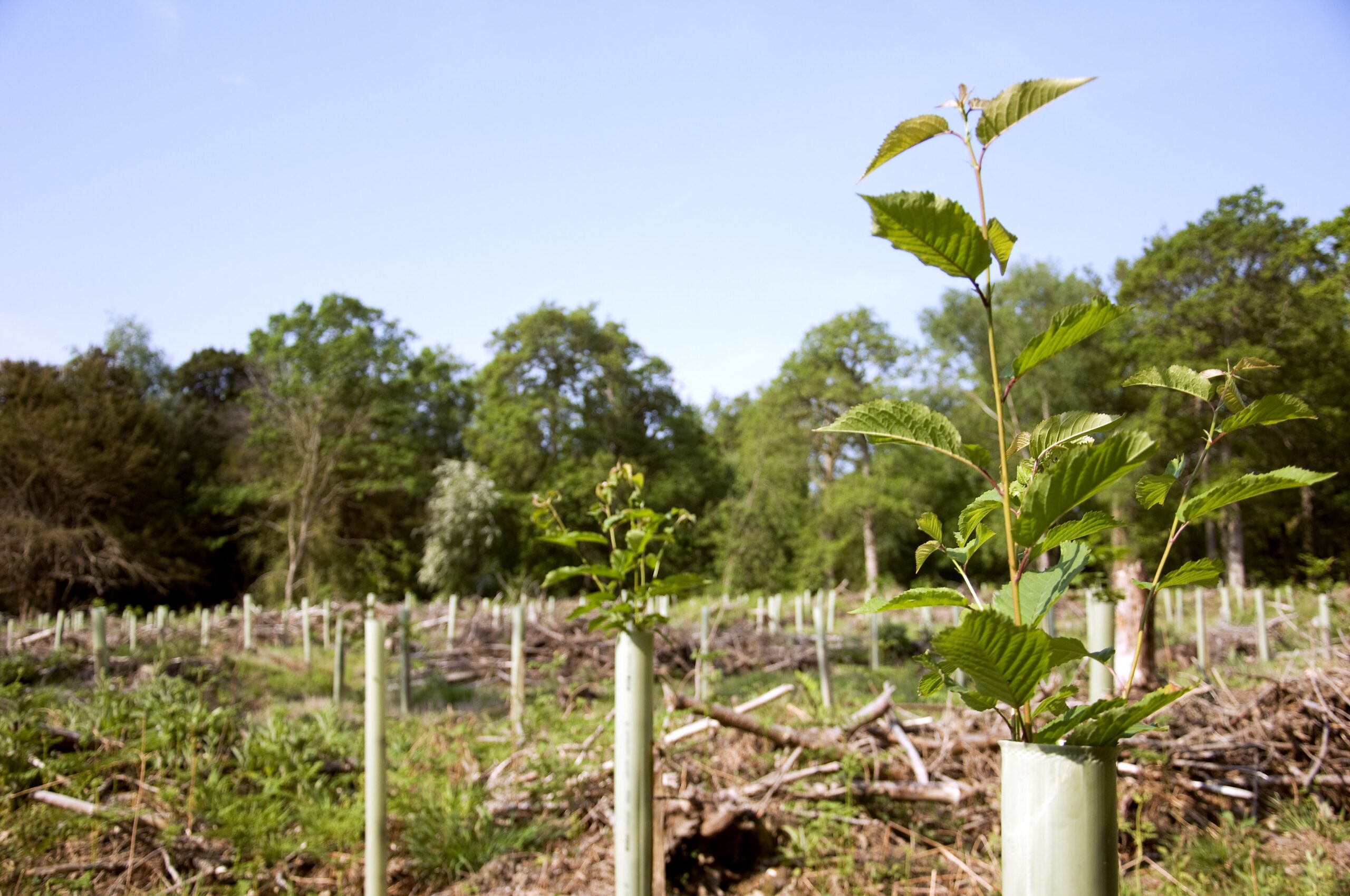 A woodland scene showing young trees and low vegetation growing on a forest floor. Slender oak saplings with fresh green leaves stand in the foreground among grasses and leaf litter, while taller mature trees form a canopy in the background. Sunlight filters through the trees, creating dappled light and shade across the woodland.