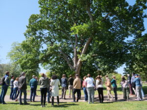 CFP Researchers looking at a Bosnian maple (Acer opalus subsp. obtusatum) in the Kew Gardens Arboretum © Crown Copyright Forest Research (CFP) - Milly Bell. A group of adults stand in a loose circle on grass around a large leafy tree in a botanical garden arboretum, with sunlight filtering through the branches and more trees visible in the background.