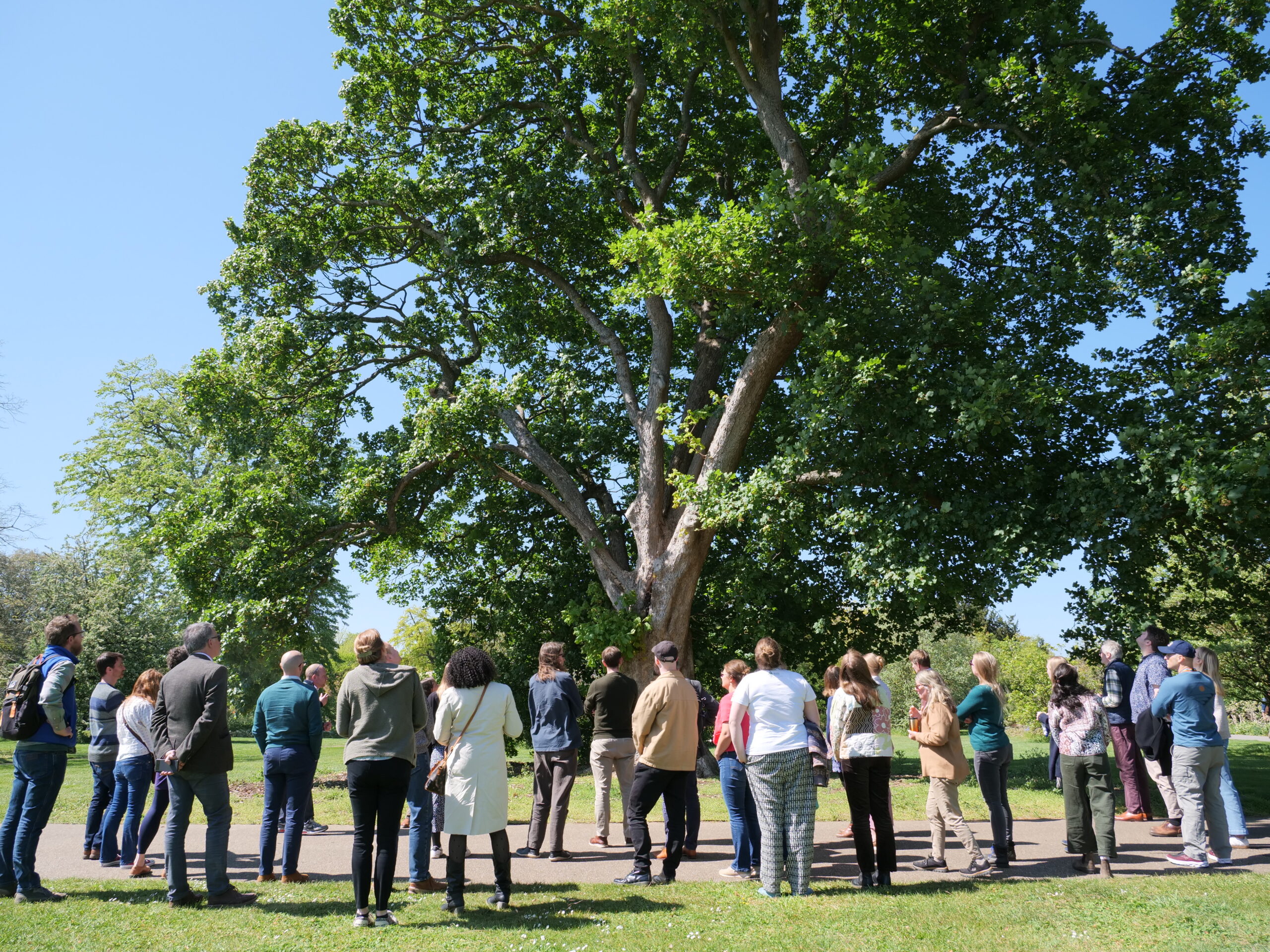A group of adults stand in a loose circle on grass around a large leafy tree in a botanical garden arboretum, with sunlight filtering through the branches and more trees visible in the background.
