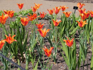 Orange and red tulips © Crown Copyright Forest Research (CFP) - Milly Bell. Bright orange and red tulips with pointed petals growing in a garden bed, surrounded by green leaves and stems. The flowers are scattered across dark soil, with a paved path visible in the background and a small plant label on a stake among the plants with it's back to the camera.