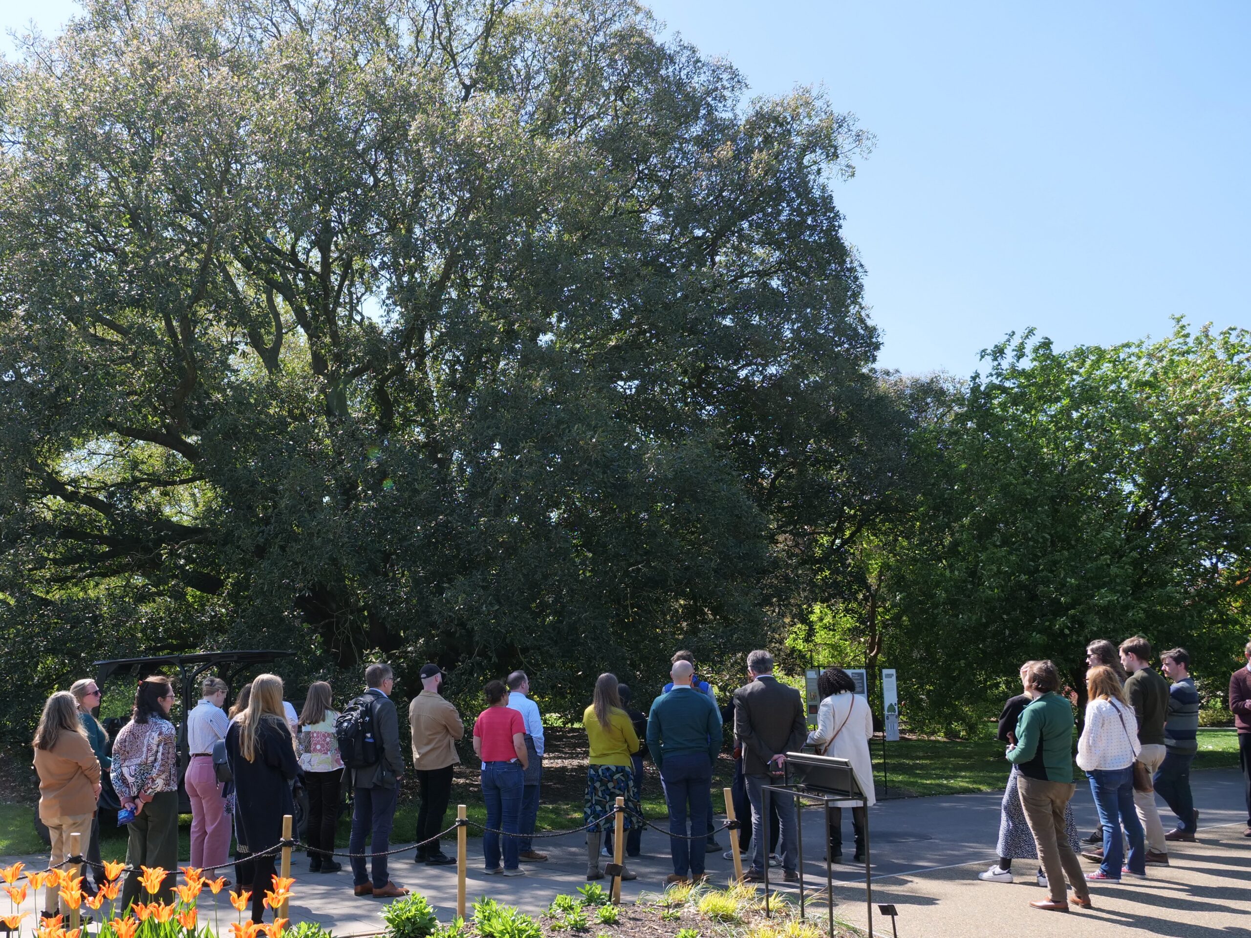 A group of adults stands outdoors on a paved path in a garden setting, facing an informational display beneath a very large mature tree with a broad, dense canopy of dark green leaves. The tree’s thick, spreading branches dominate the scene against a clear blue sky. Additional trees and shrubs surround the area, creating layered greenery. In the foreground, a small flower bed with orange flowers borders the path, while a low rope barrier and bench are visible near the group, suggesting a guided outdoor talk or tour.