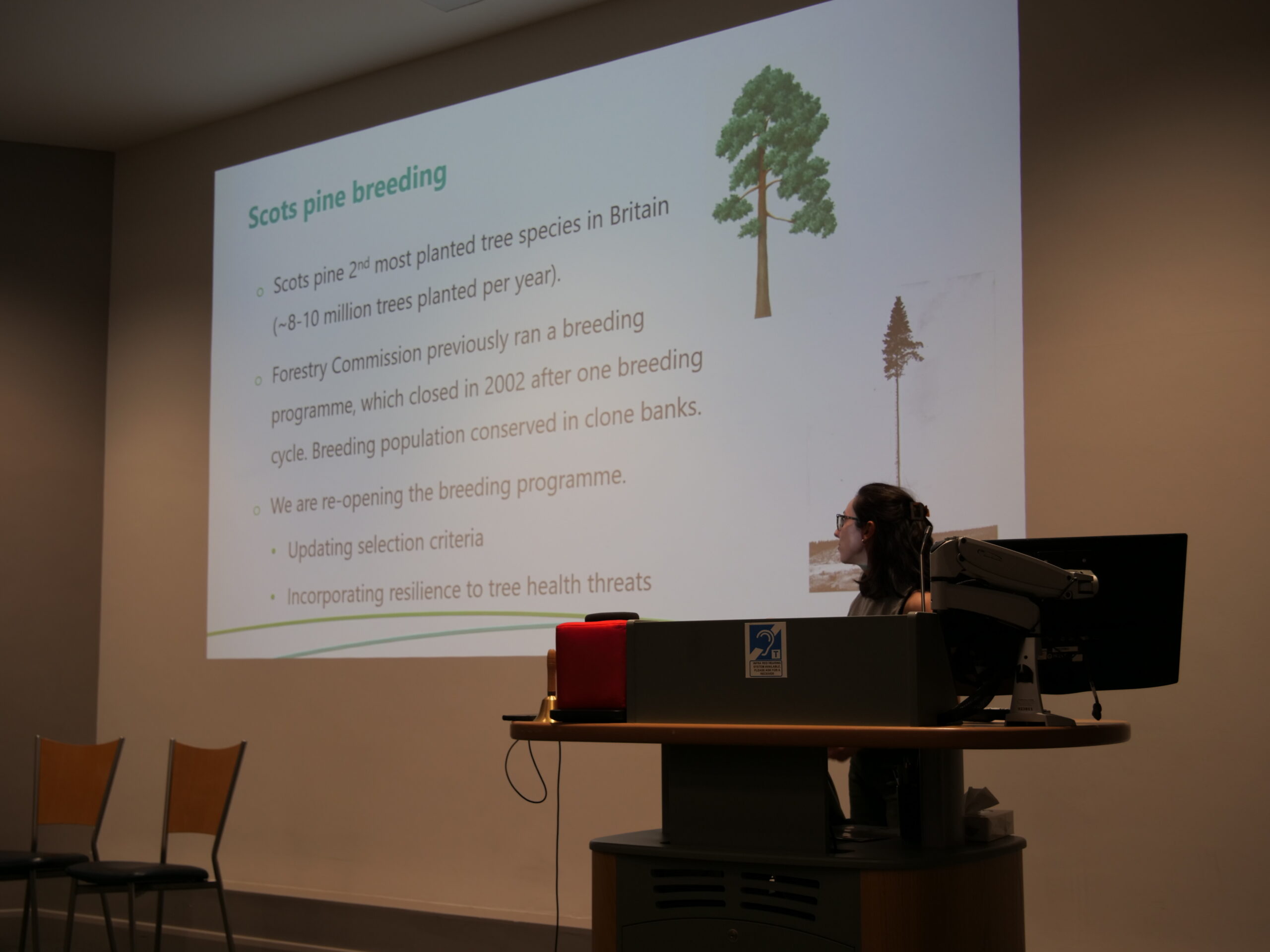 A presentation slide titled ‘Scots pine breeding’ is projected onto a large screen in a lecture room. The slide contains bullet points about Scots pine planting in Britain, a breeding programme, and updated selection criteria, alongside illustrations of tall pine trees. In the foreground, a presenter stands at a lectern with a computer and microphone, facing the screen. Empty chairs are visible to the left, and the room is lit by ceiling lights.