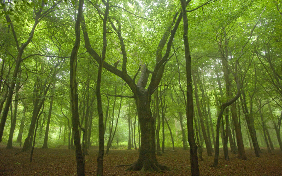Collaborative workshop sets direction for future UK Forest Sector Modelling