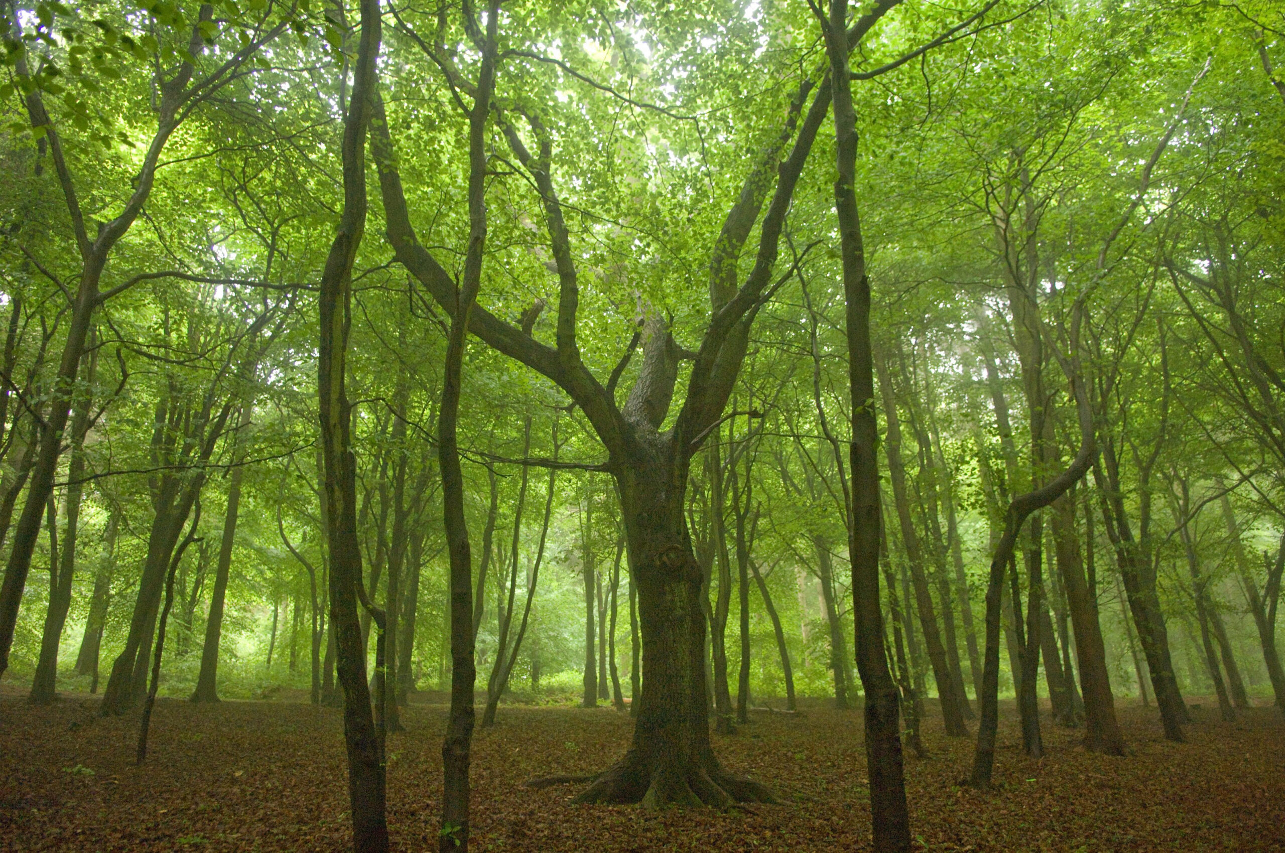 Large mature beech in a mixed woodland © CC FC Isobel Cameron A misty woodland scene with tall, slender trees topped by fresh green leaves. In the center stands a larger tree with twisting branches, surrounded by a carpet of brown leaf litter. Soft, diffused light filters through the canopy, creating a calm, slightly foggy atmosphere.