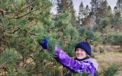 Intern diary – Jessica on restarting the Scots pine breeding programme