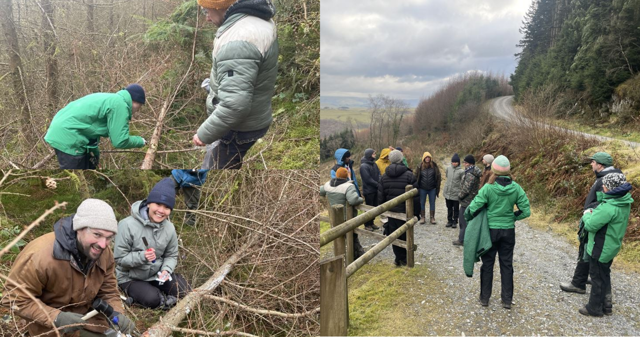 Composite image showing an outdoor group activity in a wooded hillside setting. Top and bottom left: several people wearing warm outdoor clothing work together cutting and clearing fallen branches and brush among mossy trees and undergrowth. Right: a larger group stands on a gravel path beside a wooden fence, listening to a briefing with a winding forest road and distant hills visible under cloudy skies.