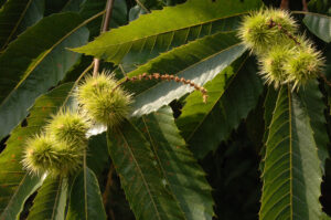 Sweet chestnut in birch copse, Savernake forest, Forest of Dean © Crown Copyright Forestry Commission – Isobel Cameron.