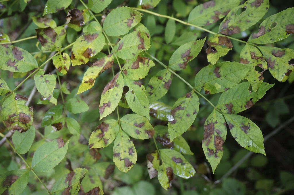 Close-up of green compound leaves on a shrub, with numerous irregular brown spots and patches across the surface indicating damage or disease. Several leaves show small holes and rough edges. The background consists of dense, blurred green foliage in natural outdoor lighting.