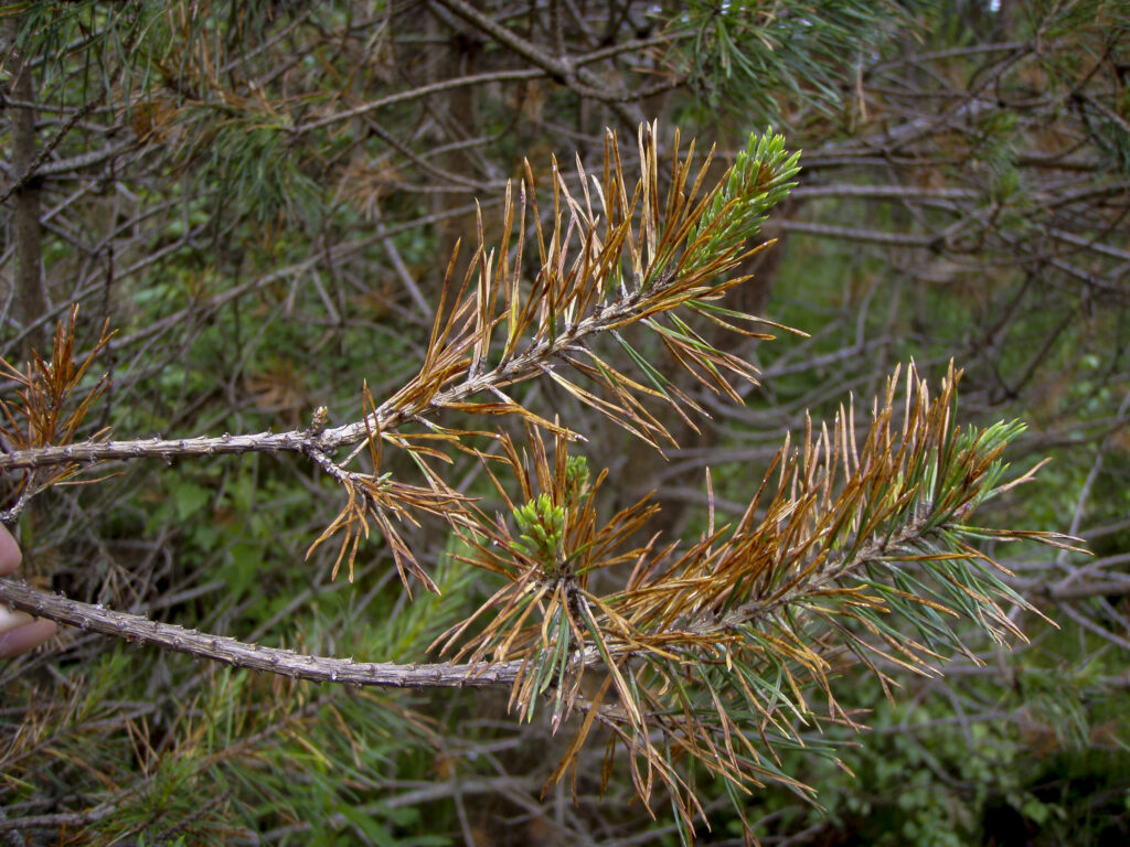 Close-up of a Scots pine tree branch in an outdoor, wooded setting. Most of the needles on the branch are dry and red/brown, with clusters of fresh green needles emerging at the tips. The branch extends diagonally across the image, with blurred greenery and tree trunks in the background.