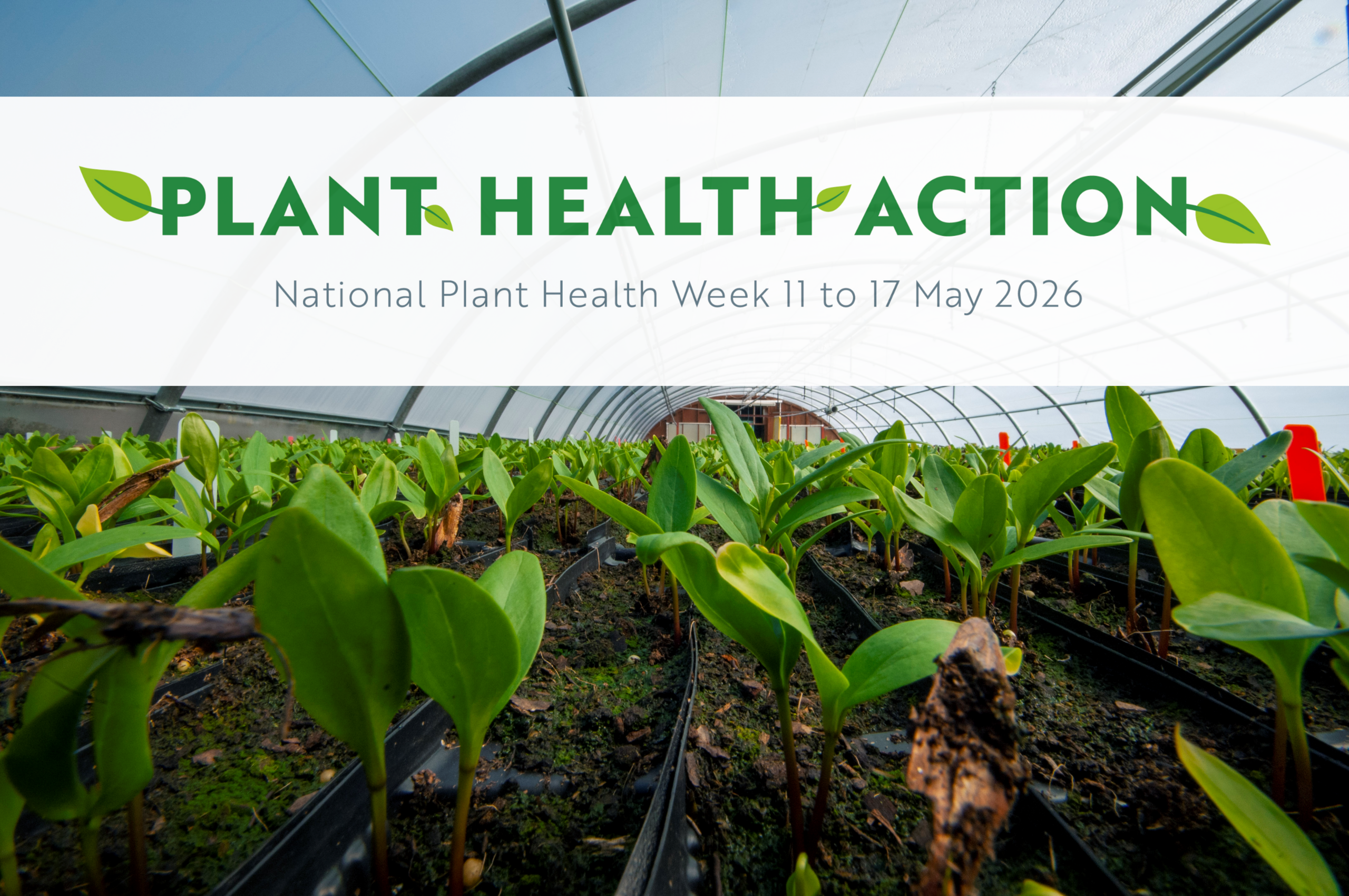 (Background) Ash progeny trial © CC FR Glenn Brearley; (foreground) NPHW 2026 logo overlayed. Young green seedlings growing in trays inside a greenhouse, viewed at soil level, with a banner overhead reading “Plant Health Action – National Plant Health Week 11 to 17 May 2026” in green text with leaf icons.