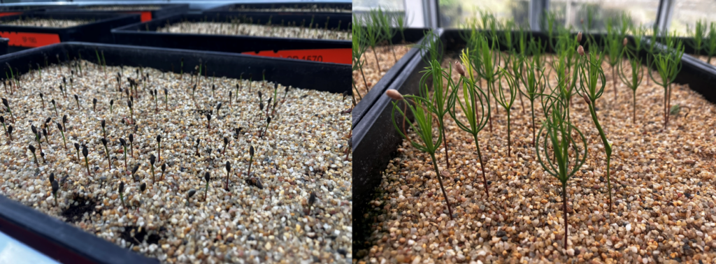 Two images side-by-side showing Scots pine seedlings growing in shallow trays filled with coarse sand or gravel in a greenhouse. The left image shows newly germinated seedlings emerging from the substrate, with dark seed coats still attached to many stems. The right image shows seedlings at a later stage, with taller green needle-like shoots and more developed growth. Black nursery trays are visible in both images, with blurred greenhouse windows in the background.