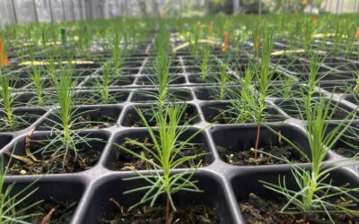 From cones to canopy: Reviving Scots pine for the future