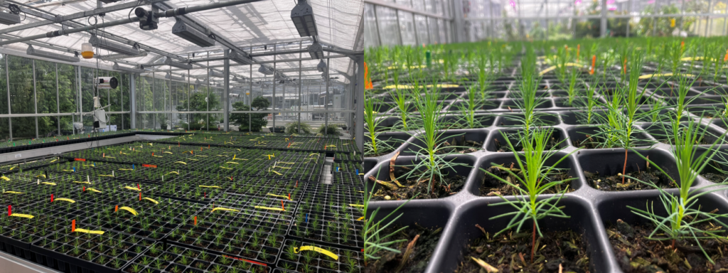 Two images side-by-side of Scots pine seedlings growing in a greenhouse nursery. The left image shows rows of seedling trays spread across large greenhouse benches, with coloured marker flags identifying different batches. The right image is a close-up of young Scots pine plants growing in individual cells of a plastic propagation tray, showing slender green needles and developing stems. A glass greenhouse structure and additional seedling trays are visible in the background.