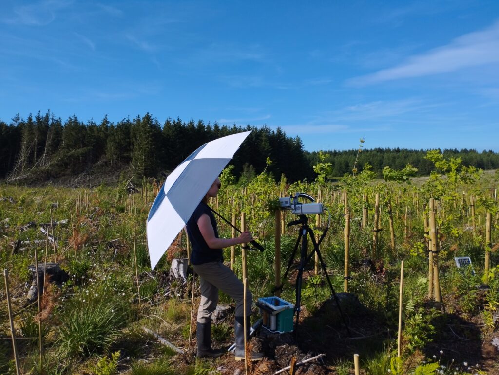 A person stands in a recently planted woodland area, holding a large white umbrella to shade scientific monitoring equipment mounted on a tripod. Young saplings protected by tree guards are arranged in rows across the site, with grass and low vegetation covering the ground. A dense evergreen forest forms the backdrop beneath a clear blue sky on a bright sunny day.