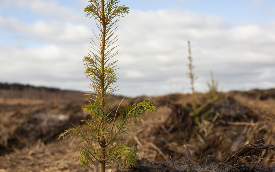 Young conifer sapling growing in a dry, cleared forest area, with sparse vegetation and drought-affected ground stretching into the background under a cloudy sky.