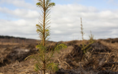 Drought declared in parts of the UK: How CFP research is tackling this tree health threat