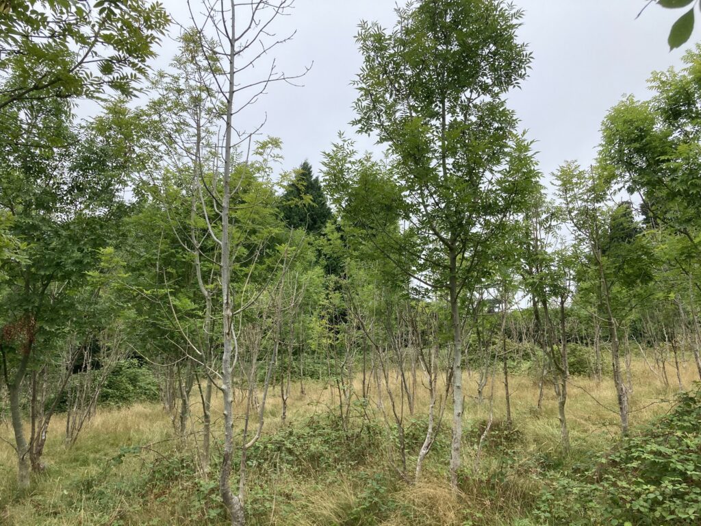 A lightly wooded area with a mix of young trees and saplings growing in tall, dry grass. Several slender trunks stand in the foreground, including one tree with sparse branches and little foliage, and another healthier looking tree next to it. Dense green vegetation and mature trees form a leafy backdrop beneath an overcast sky.