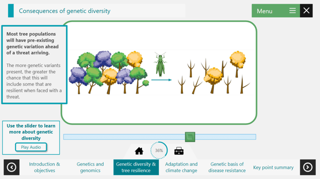 Interactive learning screen titled “Consequences of genetic diversity.” A diagram shows a diverse population of trees in different colours (green, blue, purple, and yellow) on the left, with a green insect pest in the centre and an arrow pointing right. On the right, many trees have died, leaving bare trunks, while a few yellow trees remain, illustrating that some genetic variants are resistant to the threat. A text box explains that populations with more pre-existing genetic variation are more likely to contain individuals resilient to new threats. Below the diagram is a slider control and navigation tabs, with “Genetic diversity & tree resilience” selected.