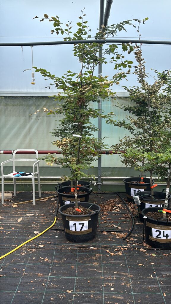 A young tree growing in a large black plant pot labelled “17” inside a greenhouse or research glasshouse. The tree has a slender trunk and sparse green foliage with some brown and dried leaves. Additional potted trees, numbered containers, irrigation tubing, a yellow hose, and a white chair are visible around the tree. The floor is covered with black ground sheeting and scattered fallen leaves.