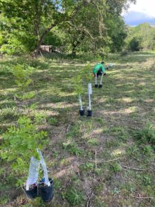 Young tree saplings in protective guards are arranged across a recently cleared grassy field bordered by mature trees. In the mid-ground, a person bends down while planting or tending a sapling. Sunlight filters through the tree canopy, creating patches of light and shade across the restoration planting site.