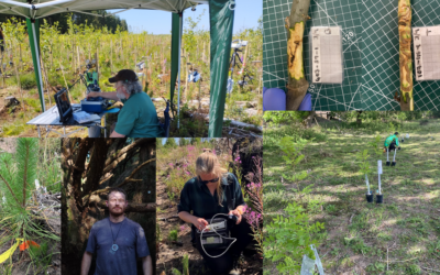 A summer of discovery: How CFP researchers are strengthening forest resilience