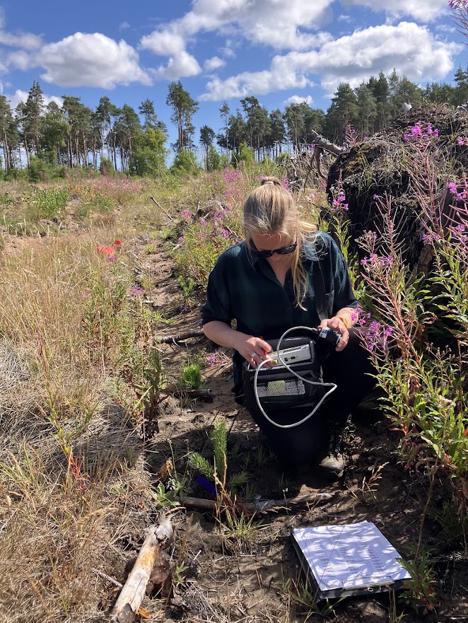 Person kneeling in a recently planted forest restoration site, using a handheld field instrument beside young conifer saplings. The area contains dry grass, wildflowers and logging debris, with a stand of mature trees visible in the background under a blue sky with scattered clouds. A clipboard with survey sheets lies on the ground nearby, indicating ecological or forestry field data collection.