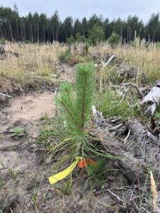 Young pine sapling growing in a recently clear-felled forestry site, marked with orange and yellow survey tags at its base. The sapling is surrounded by sandy soil, dry grasses and logging debris, with additional planted trees and a dense stand of mature conifers visible in the background under an overcast sky.