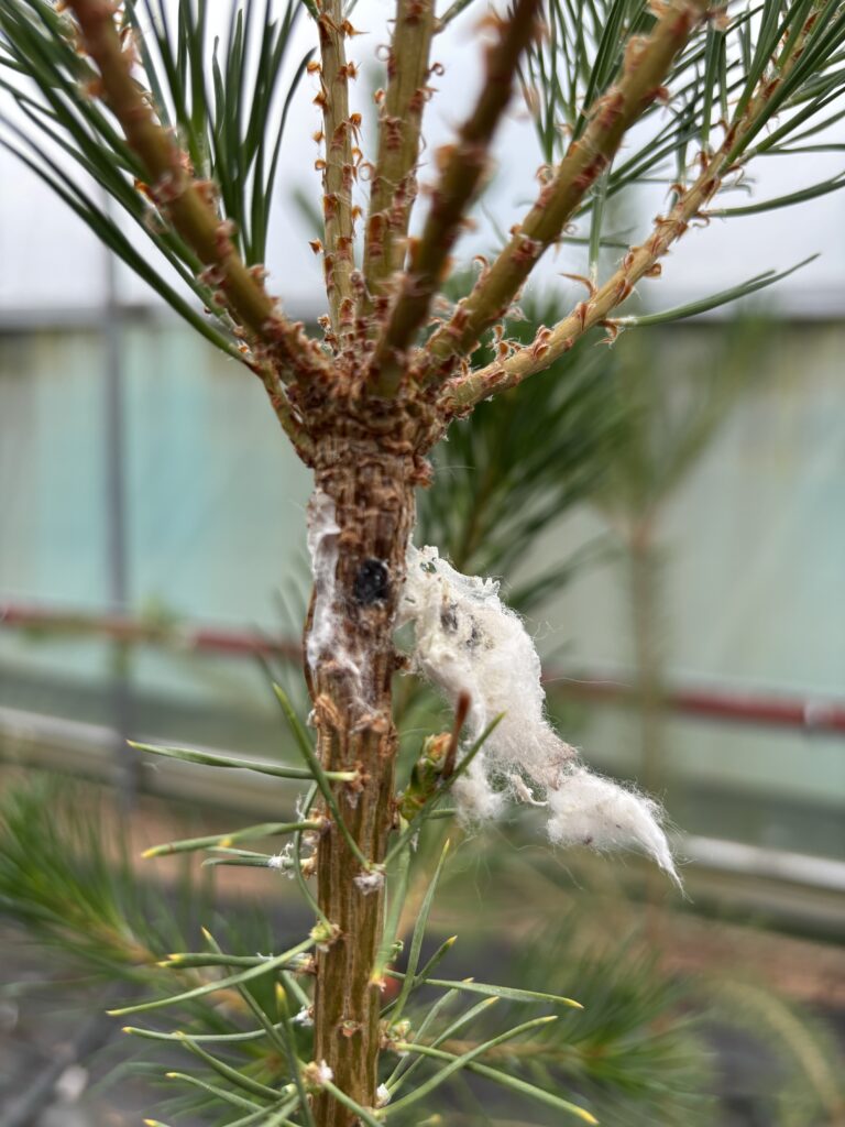Close-up view of the stem and upper branches of a young pine tree growing in a greenhouse. White, cotton-like material is attached to the trunk near a dark wound or lesion on the bark, while clusters of green pine needles extend from the branches. The background shows blurred greenhouse structures and another young conifer, drawing attention to the affected area on the tree stem.