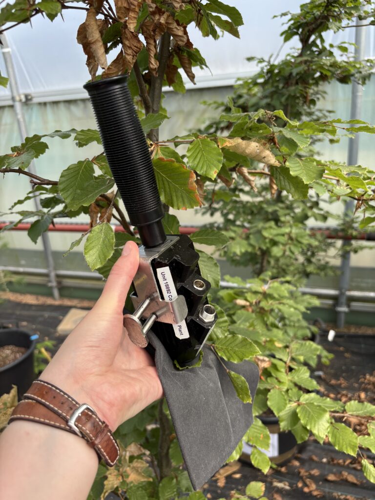 A hand holds a black electronic sensor or monitoring device with a ribbed cylindrical housing and attached shield-like component beside the branch of a young deciduous tree in a greenhouse. The tree has green leaves, some showing browning and dry edges, and is growing among other potted trees in the background. The greenhouse structure, plant containers, and research setup are visible behind the tree, suggesting the device is being used for environmental or plant monitoring during an experiment.