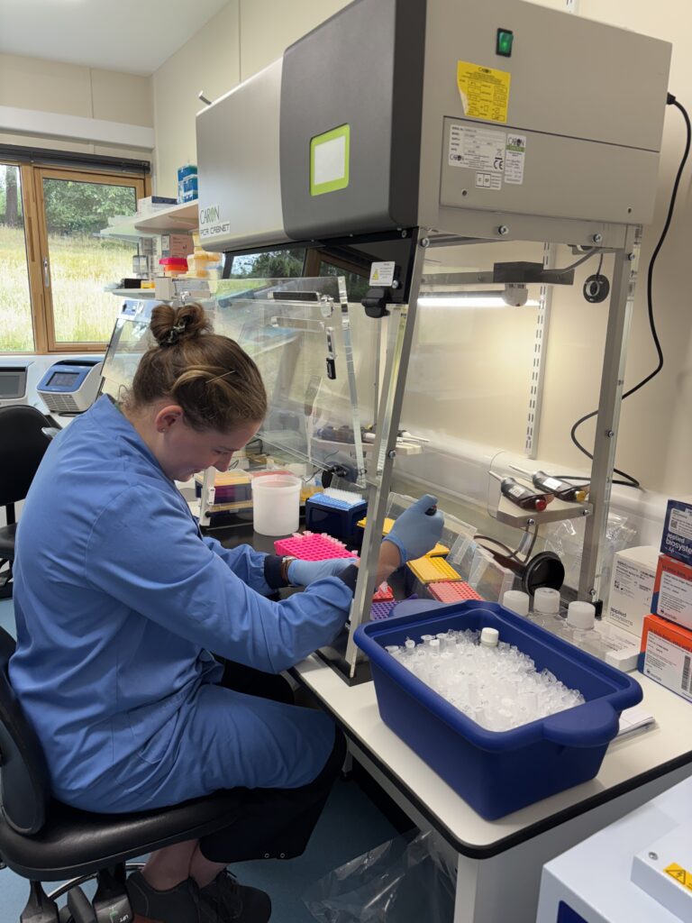 A laboratory worker wearing a blue lab coat and gloves is seated at a microbiological safety cabinet, using a pipette to transfer samples into racks of small tubes. The workstation contains colour-coded tube racks, laboratory containers, and a blue tray filled with ice and sample vials. The safety cabinet is illuminated and there is additional laboratory equipment, storage boxes, and a window overlooking vegetation visible in the background. The setting appears to be a research laboratory conducting sample preparation or molecular analysis.
