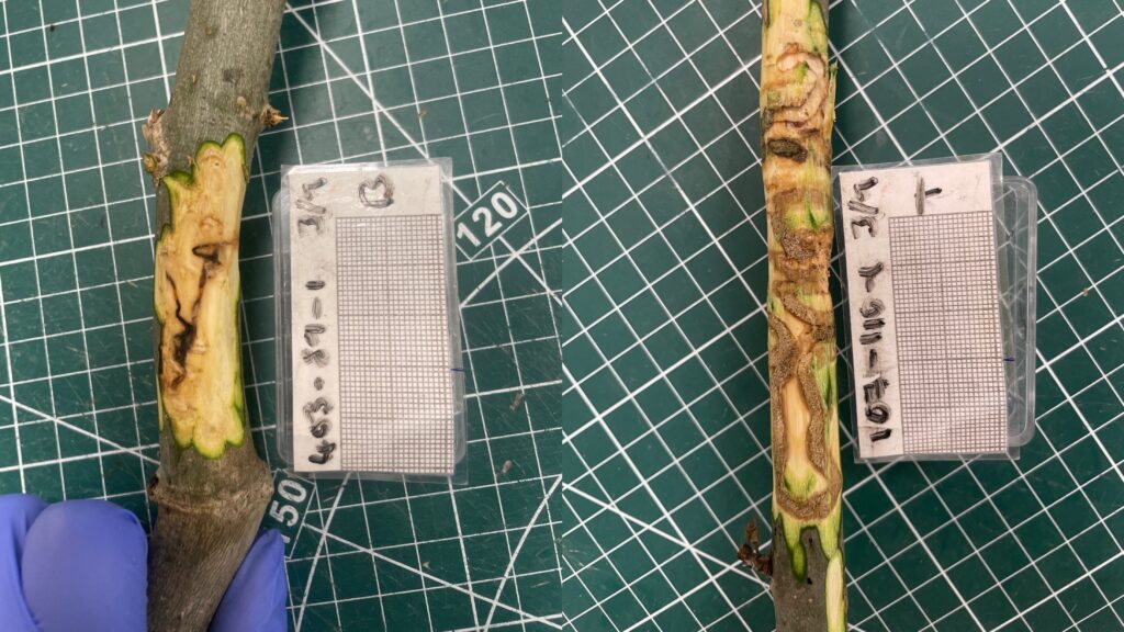 Side-by-side comparison of two cut sections of woody plant stems placed on a green gridded cutting mat. Strips of bark have been removed to reveal internal tissue and dark brown discolouration patterns. A gloved hand holds the stem on the left. Small labelled measuring grids are positioned beside each stem, highlighting differences in the extent of internal damage between the two samples.