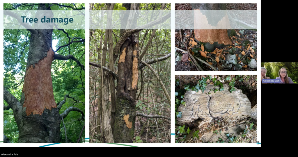 Presentation slide titled “Tree damage” showing four photographs of damaged trees. The largest image on the left shows a mature tree with a large section of bark stripped from the trunk. The centre image shows another tree with extensive bark loss and exposed wood in a woodland setting. The top-right image shows the base of a tree trunk with bark removed around part of the stem, surrounded by leaf litter and stones. The bottom-right image shows a cut tree stump with visible cracks and growth rings. A small video-conferencing participant thumbnail appears on the far right of the slide, with two presenters visible. The slide is attributed to Alexandra Ash.